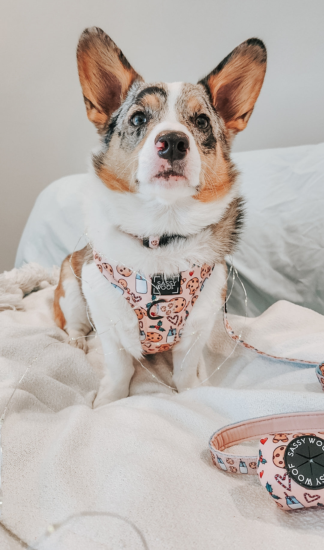INFLUENCER_CONTENT | @PETUNIAJUNE_CORGI | SIZE M & M