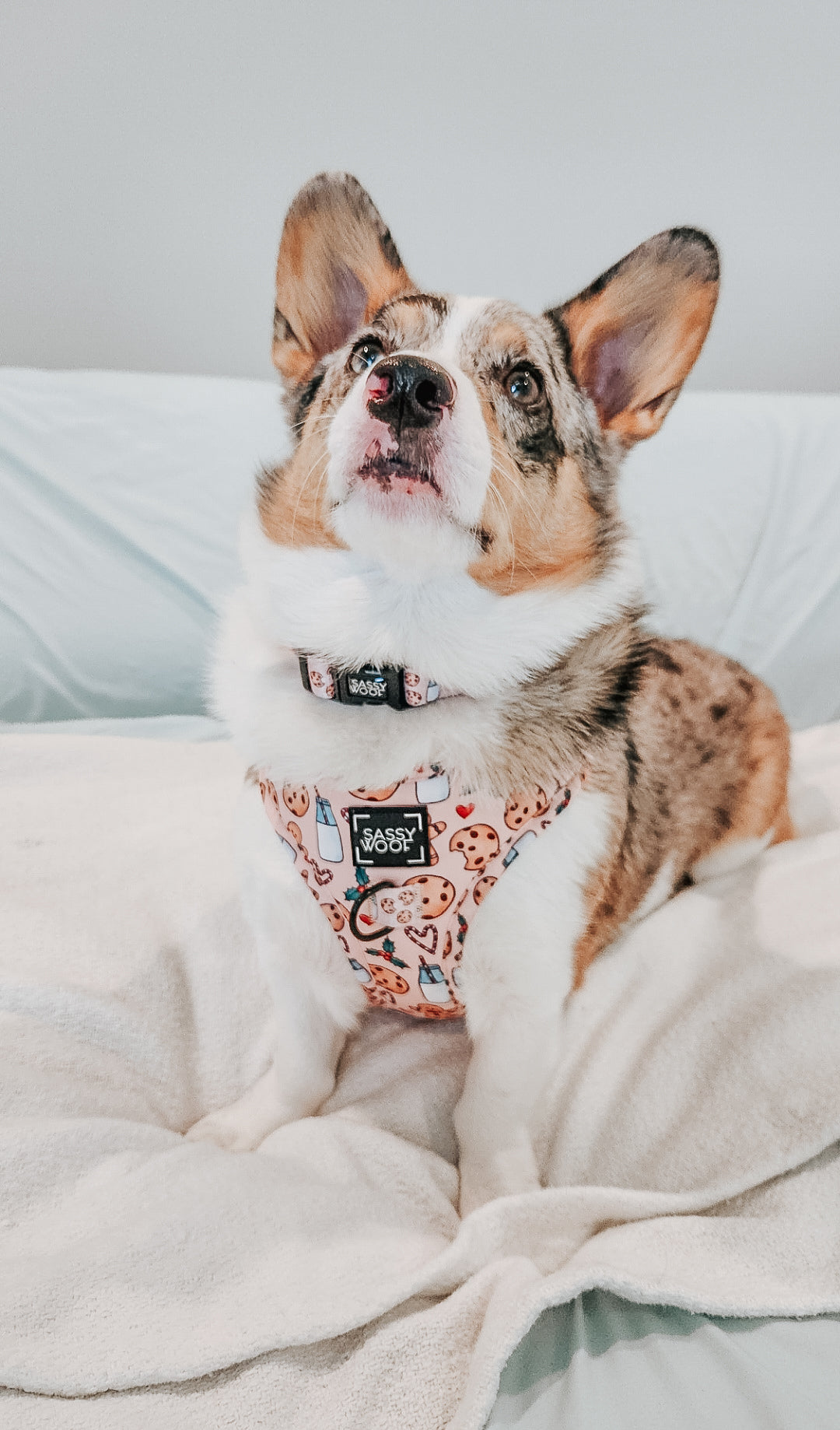 INFLUENCER_CONTENT | @PETUNIAJUNE_CORGI | SIZE M