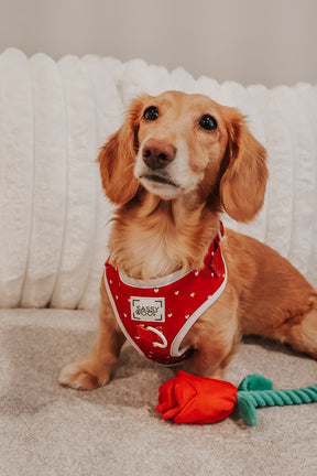 INFLUENCER_CONTENT | @PITCHERS_OF_STELLA | SIZE S