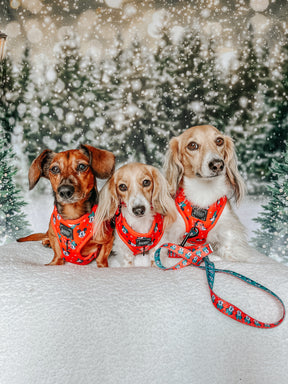 INFLUENCER_CONTENT | @POPPINTHEDACHSHUND | SIZE XS