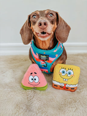INFLUENCER_CONTENT | @PUMPKIN.WEENIE