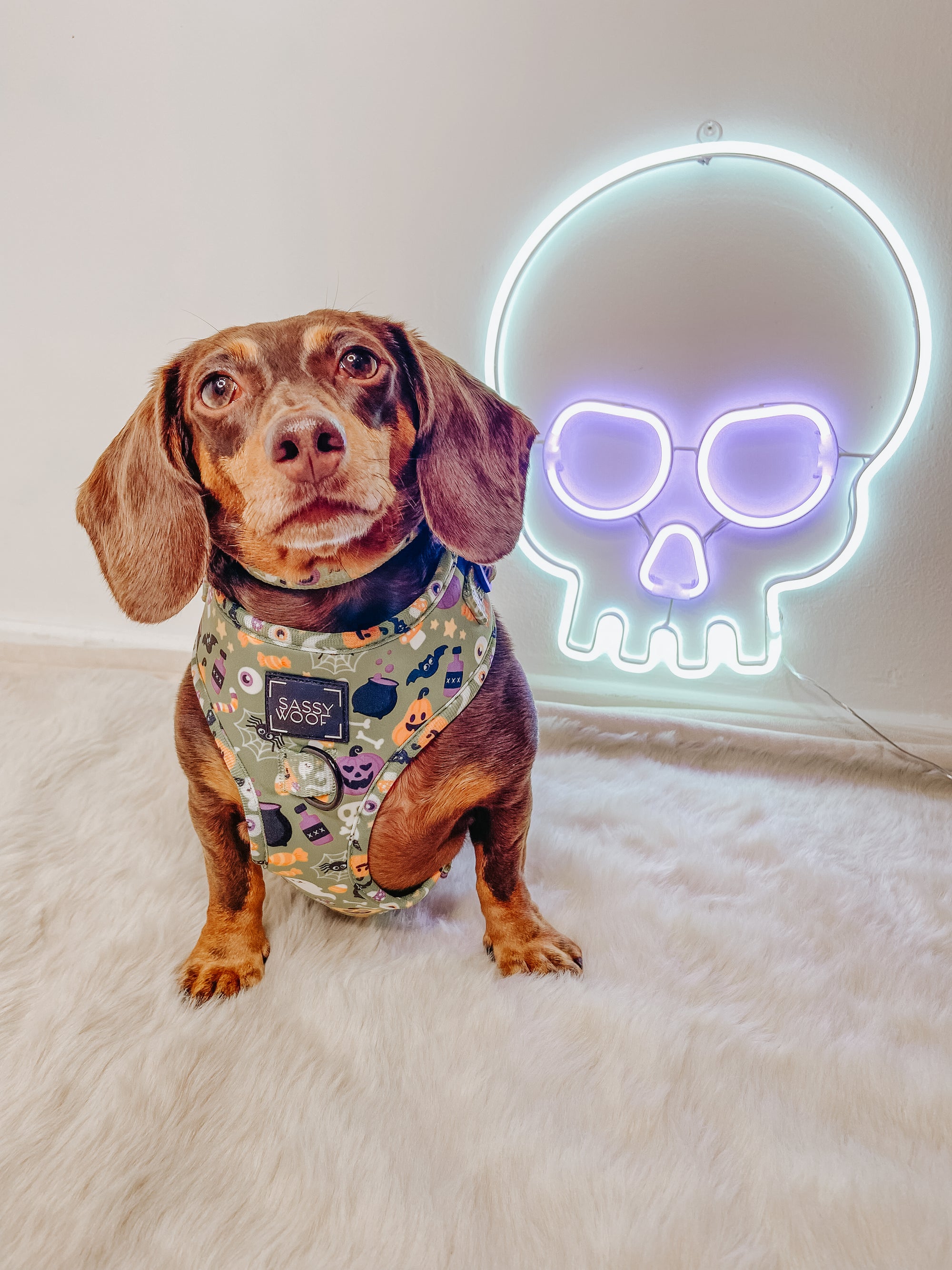INFLUENCER_CONTENT | @PUMPKIN_WEENIE | SIZE S