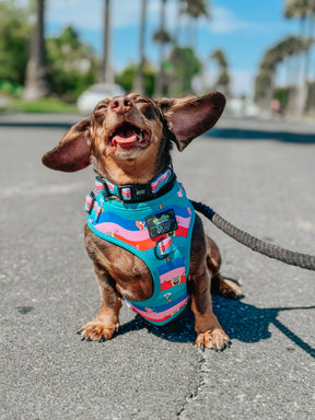 INFLUENCER_CONTENT | @PUMPKIN.WEENIE | SIZE S