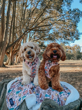 INFLUENCER_CONTENT | @PUPPUPBEAR | SIZE S, M