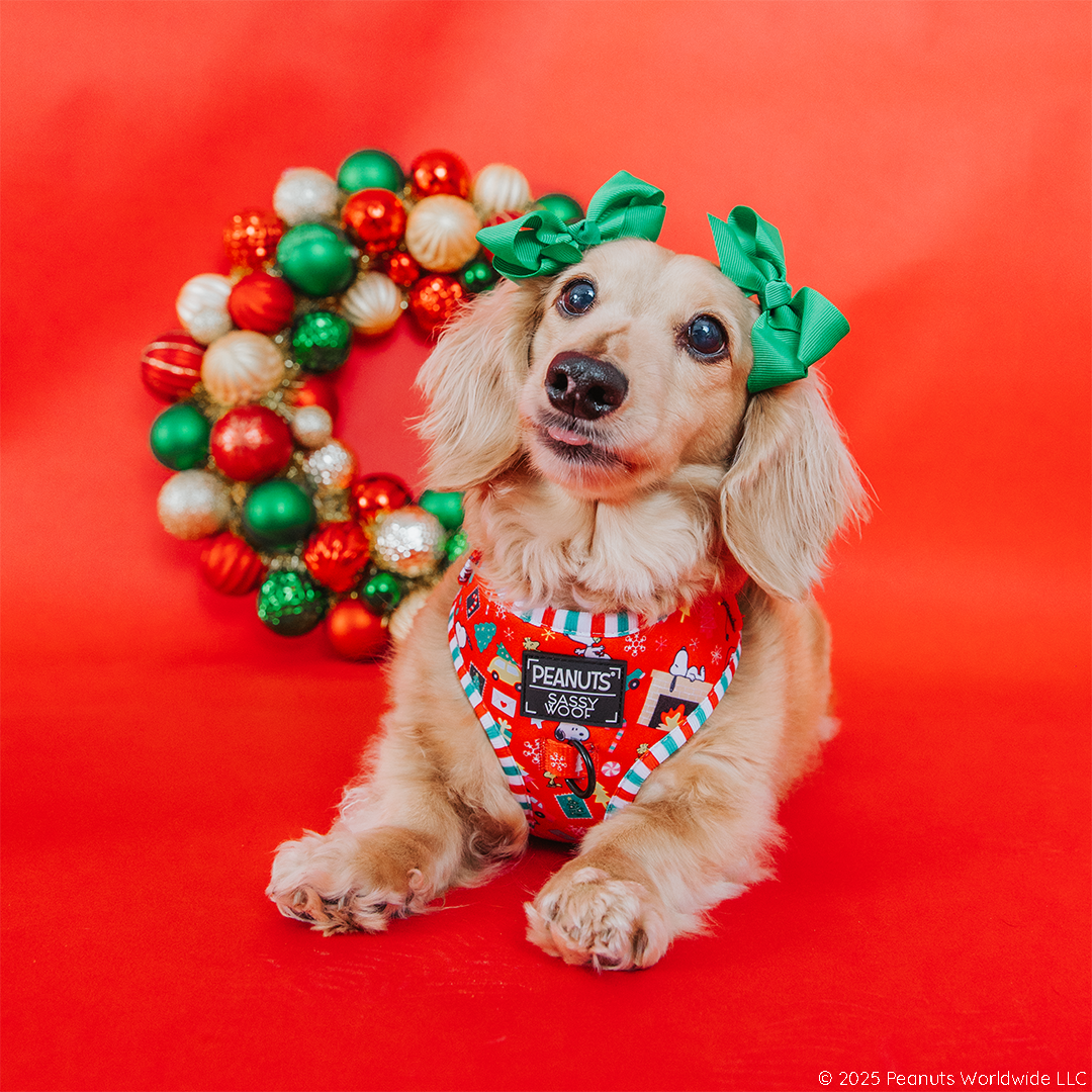 A small, light brown dog with green bows on its ears models the Sassy Woof Dog Adjustable Harness - Peanuts™ Beagle Bells, sitting on a red backdrop with a colorful Christmas wreath behind.