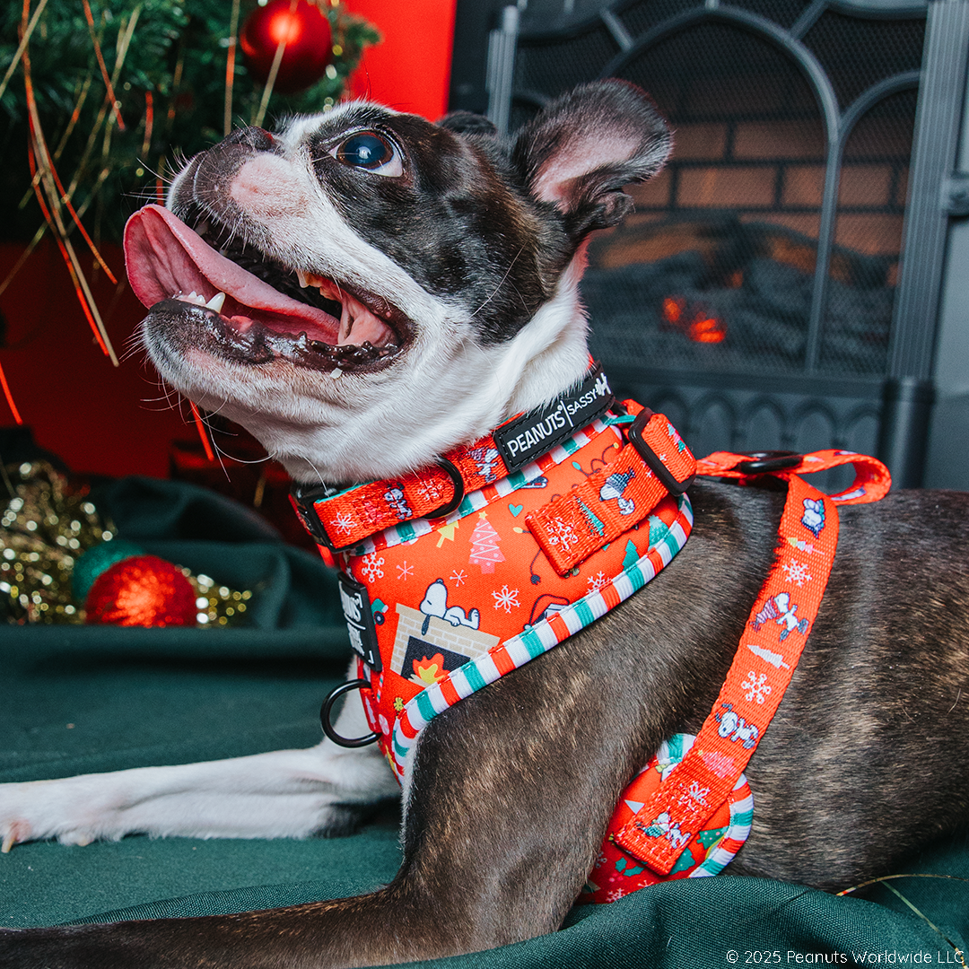 A Boston Terrier in a Sassy Woof Dog Two Piece Bundle - Peanuts™ Beagle Bells harness with festive Snoopy designs lies on a green blanket by a Christmas tree and fireplace, looking up with its mouth open and tongue out.