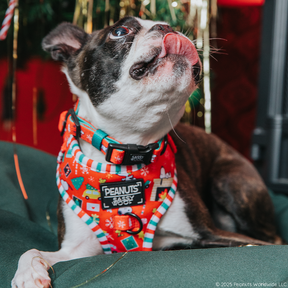 A Boston Terrier sits on a green cushion, wearing the Sassy Woof Collar Three Piece Bundle - Peanuts™ Beagle Bells. Gold tinsel and red holiday decorations sparkle in the background as the dog looks upward with its tongue out.