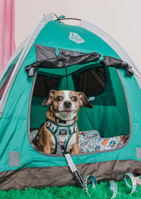 INFLUENCER_CONTENT | @SMALL_ROSIE_POSIE 