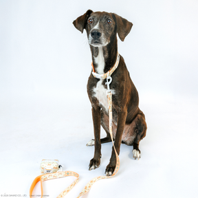 INFLUENCER_CONTENT | @DAME_THERESCUEPUP | SIZE M