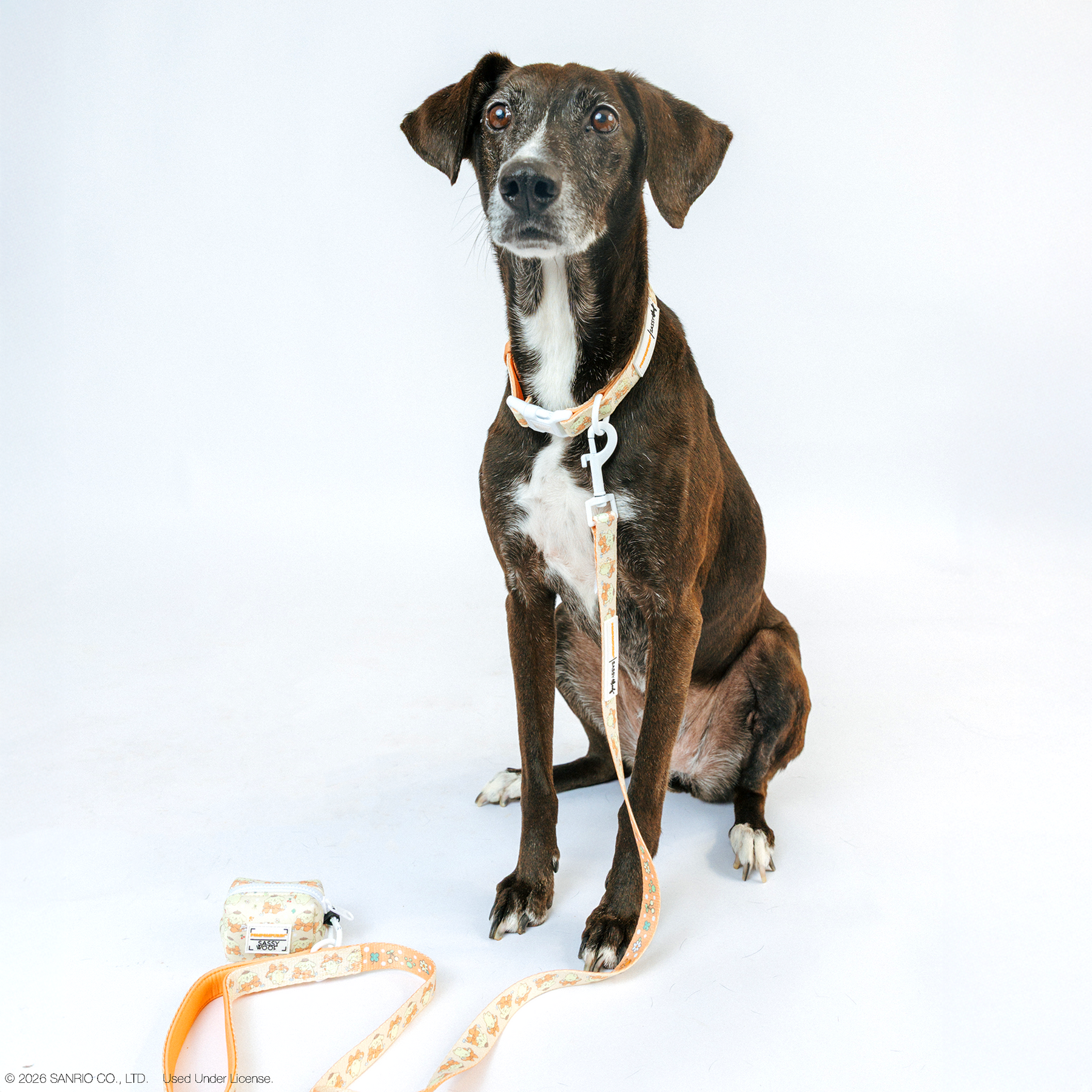 INFLUENCER_CONTENT | @DAME_THERESCUEPUP