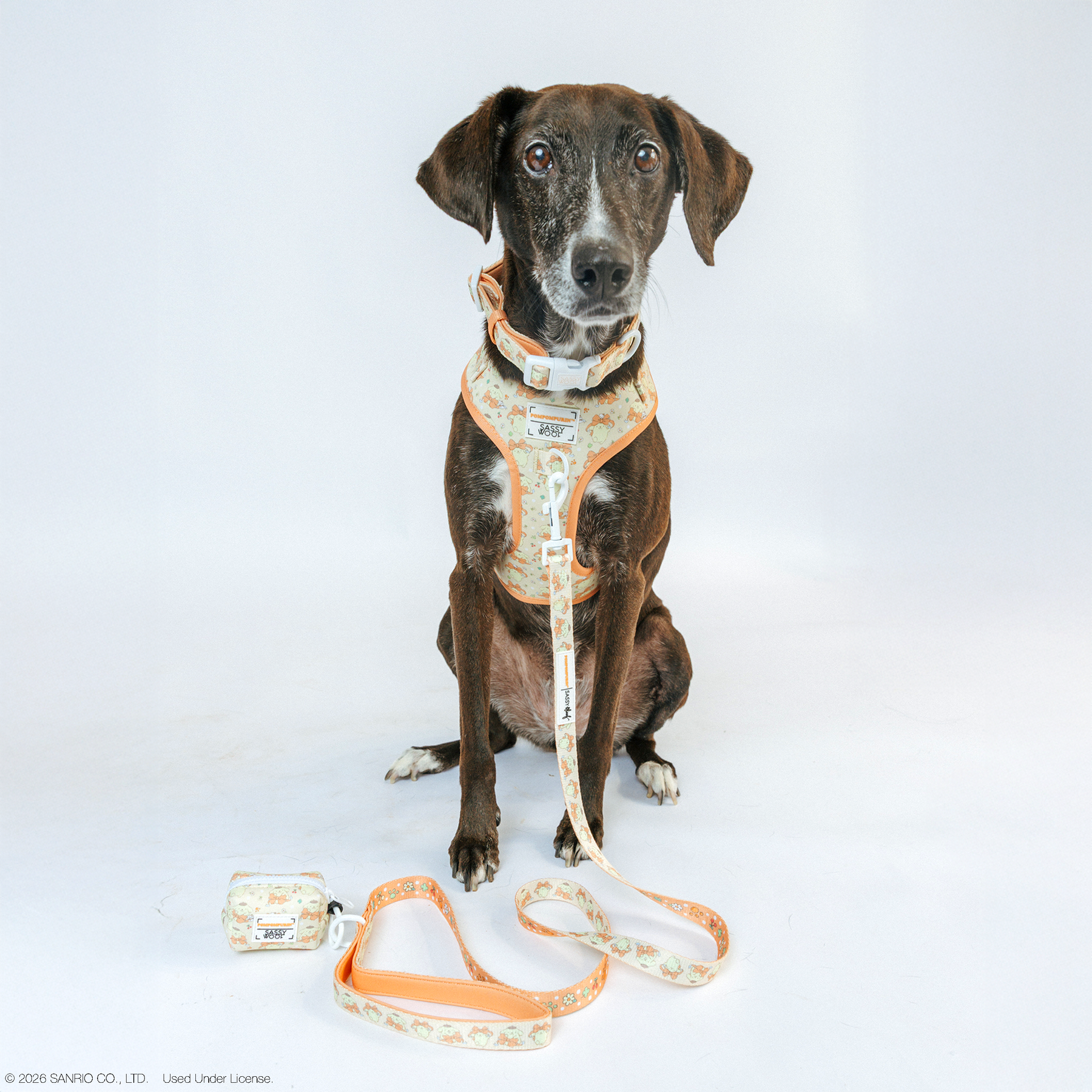 INFLUENCER_CONTENT | @DAME_THERESCUEPUP | SIZE M