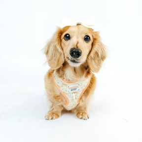 INFLUENCER_CONTENT | @MAYATHEDOX | SIZE XS