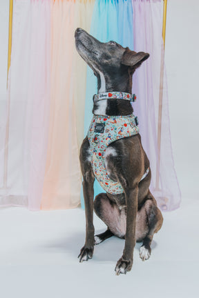 INFLUENCER_CONTENT | @DAME_THERESCUEPUP | SIZE M