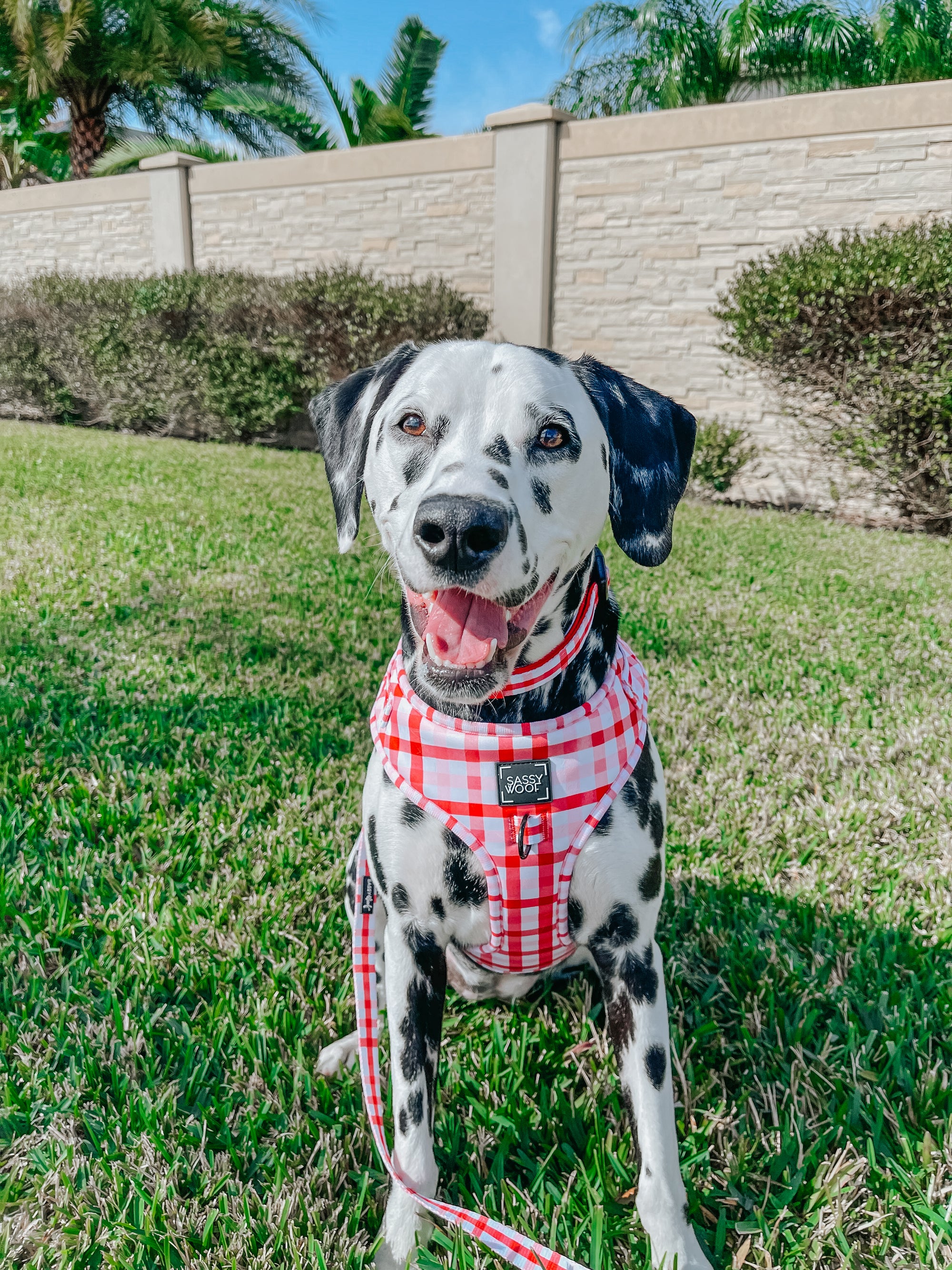 INFLUENCER_CONTENT | @STORMITHEDALMATION | SIZE L