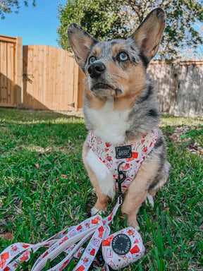 INFLUENCER_CONTENT | @STORMY_CORGI