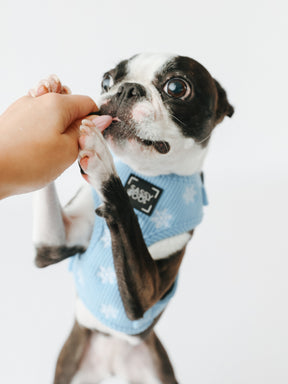 @THECHUNKY_AND_THEMONKEY I COLLAR SIZE: S & HARNESS SIZE: XS