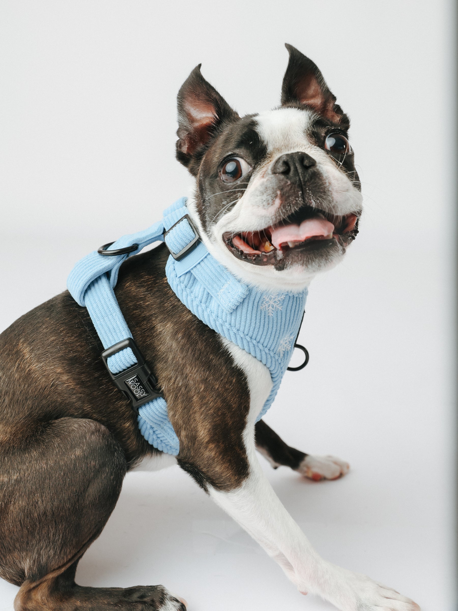 @THECHUNKY_AND_THEMONKEY I COLLAR SIZE: S & HARNESS SIZE: XS