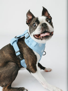@THECHUNKY_AND_THEMONKEY I COLLAR SIZE: S & HARNESS SIZE: XS
