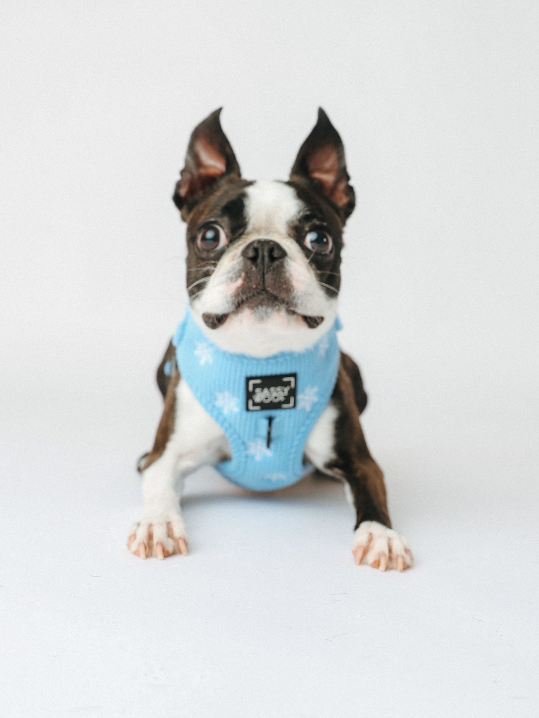 @THECHUNKY_AND_THEMONKEY I COLLAR SIZE: S & HARNESS SIZE: XS