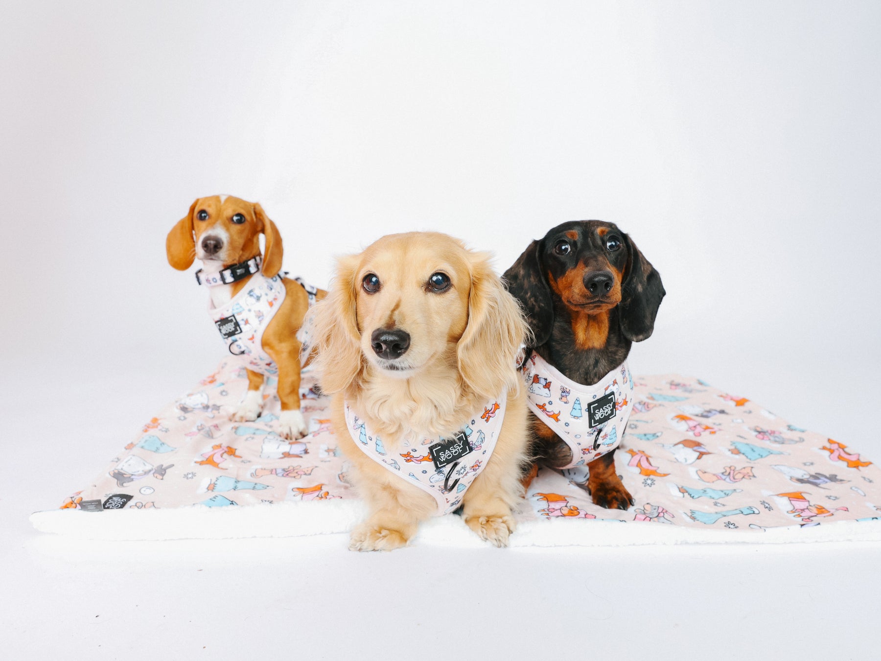 REMY, @MAYATHEDOX, @WINSTONTHEDOX I COLLAR SIZE: S & HARNESS SIZE: XS 