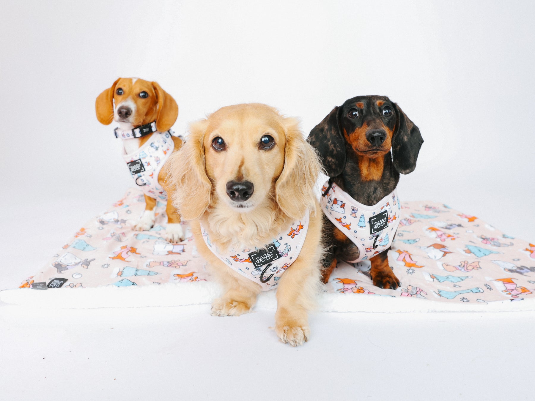 REMY, @MAYATHEDOX, @WINSTONTHEDOX I COLLAR SIZE: S & HARNESS SIZE: XS 