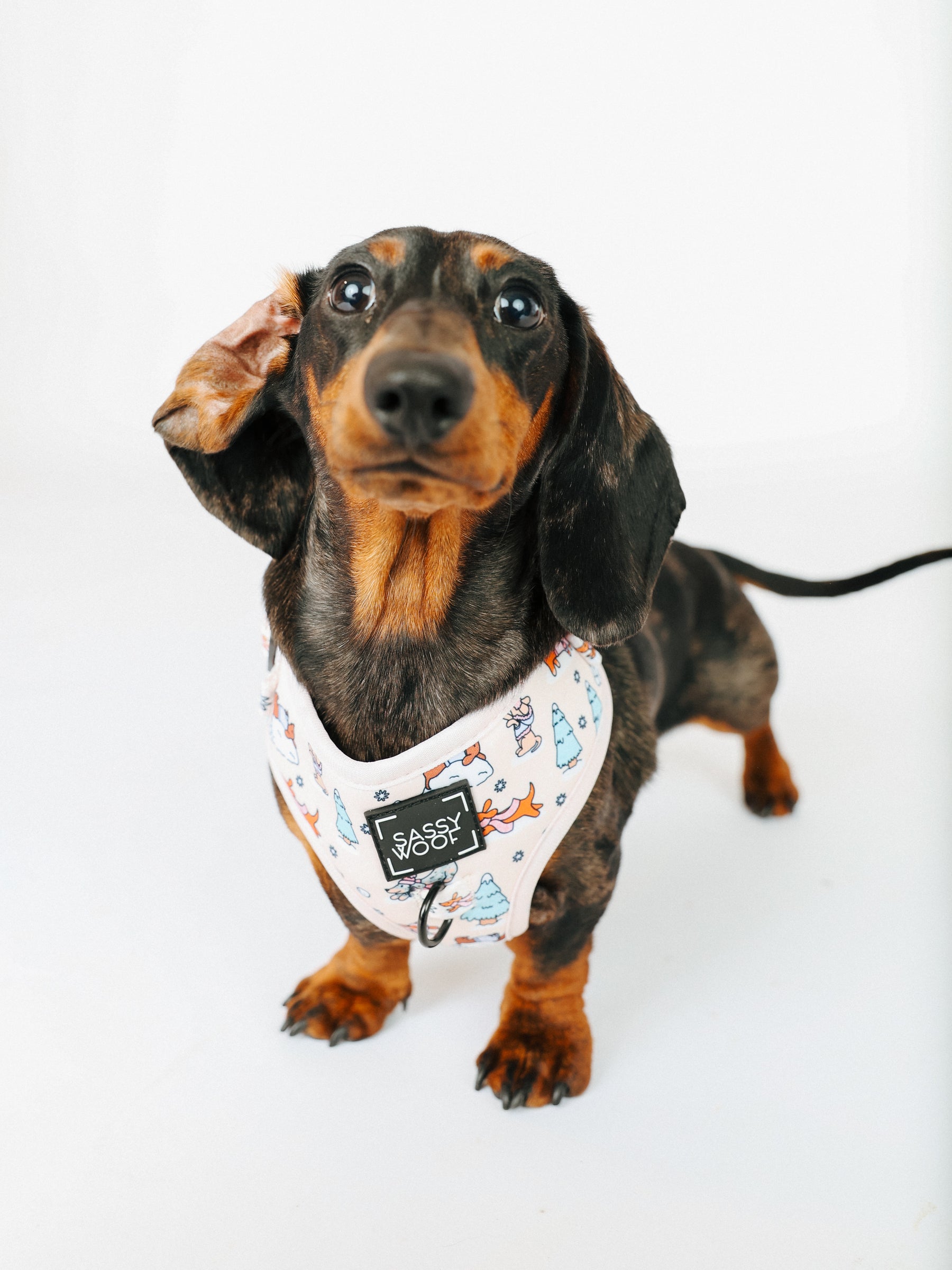 @ECHO.LOWCATION I COLLAR SIZE: S & HARNESS SIZE: XS 