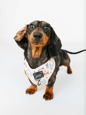@ECHO.LOWCATION I COLLAR SIZE: S & HARNESS SIZE: XS 