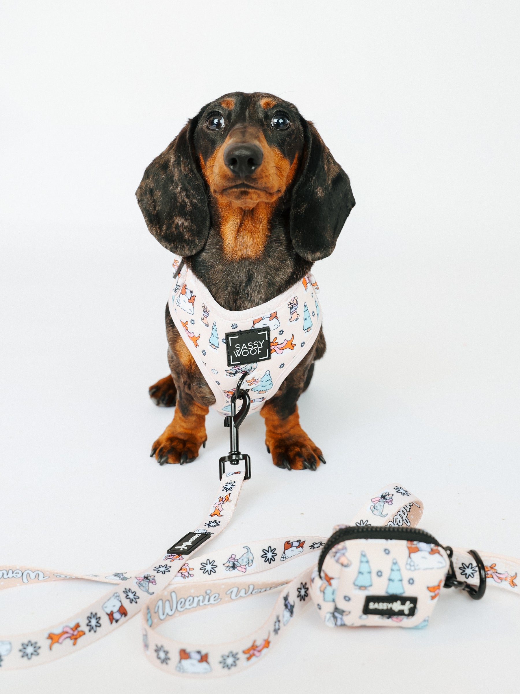 @ECHO.LOWCATION I COLLAR SIZE: S & HARNESS SIZE: XS 