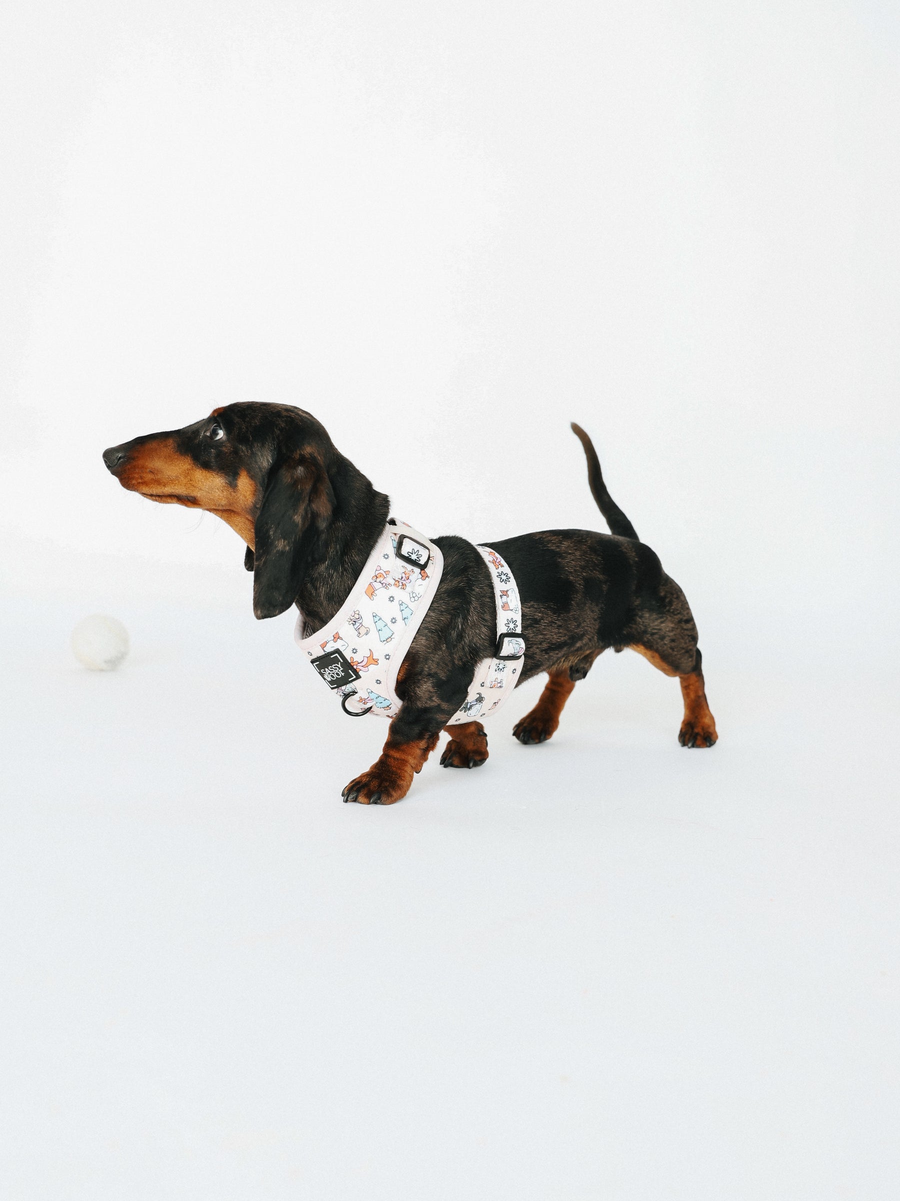 @ECHO.LOWCATION I COLLAR SIZE: S & HARNESS SIZE: XS 