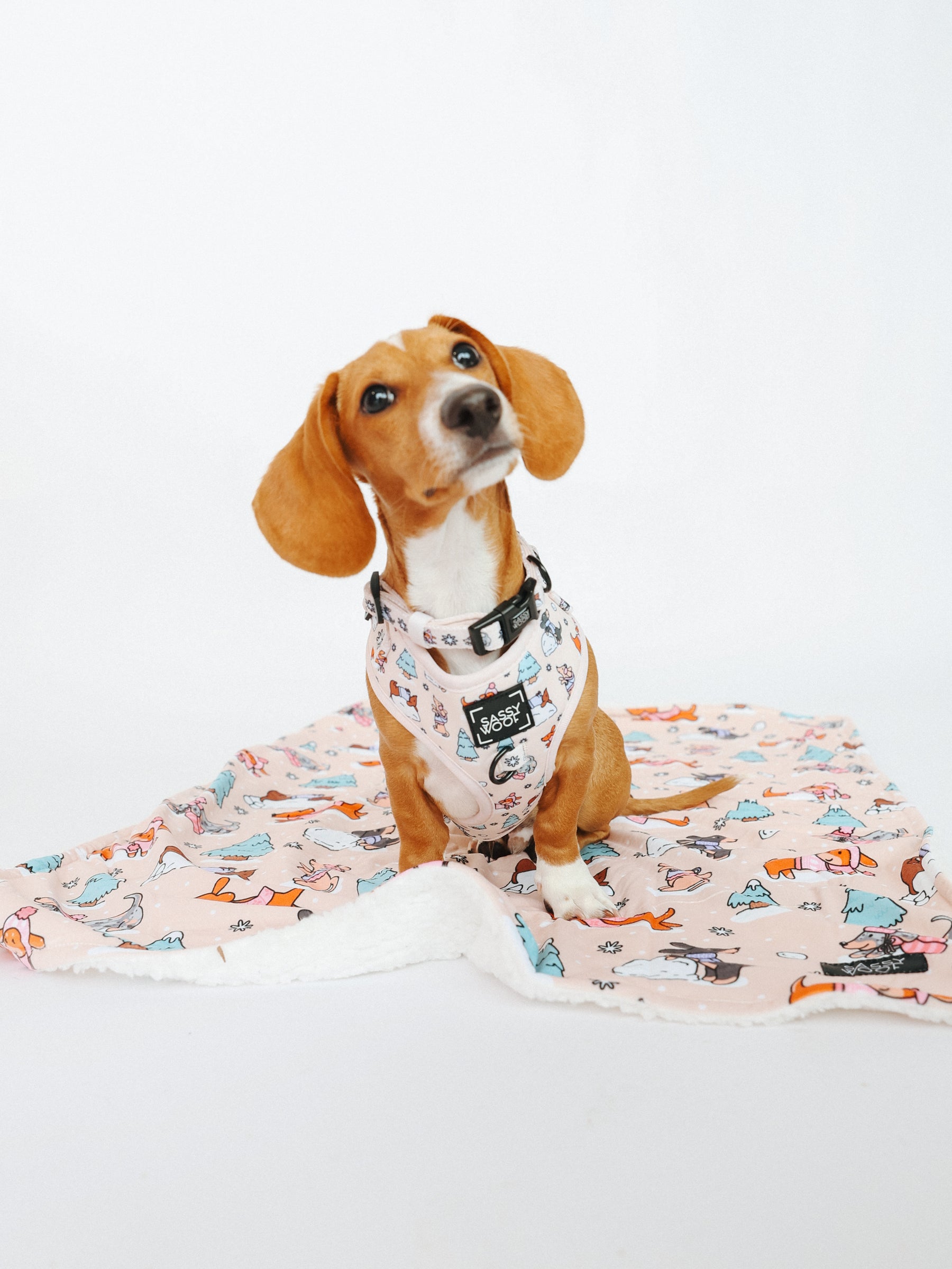 REMY I COLLAR SIZE: S & HARNESS SIZE: XS 