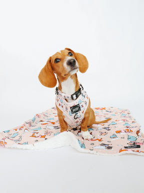 REMY I COLLAR SIZE: S & HARNESS SIZE: XS 