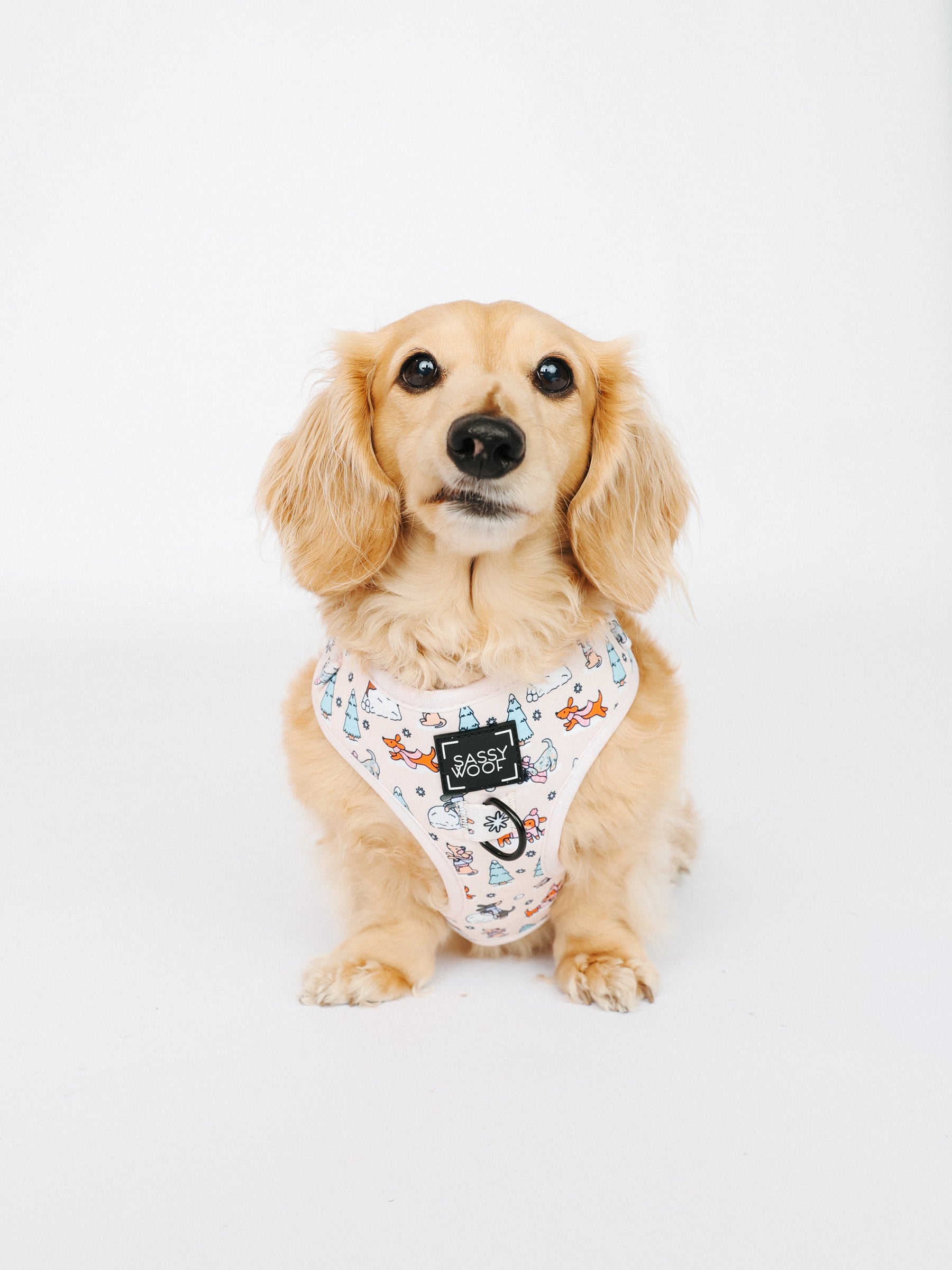 @MAYATHEDOX I COLLAR SIZE: S & HARNESS SIZE: XS 