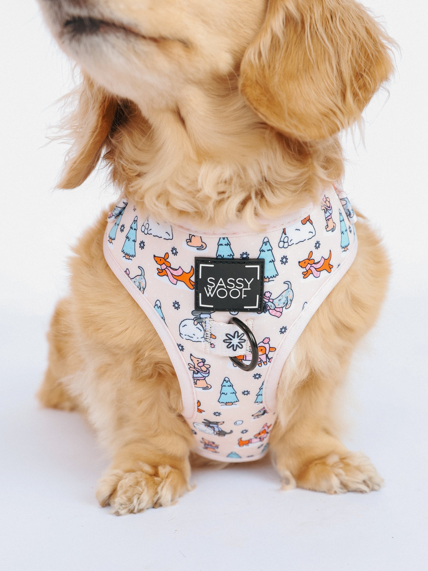 @MAYATHEDOX I COLLAR SIZE: S & HARNESS SIZE: XS 