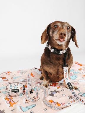 @WINSTONTHEDOX I COLLAR SIZE: S & HARNESS SIZE: XS 