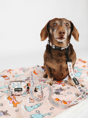 @WINSTONTHEDOX I COLLAR SIZE: S & HARNESS SIZE: XS 