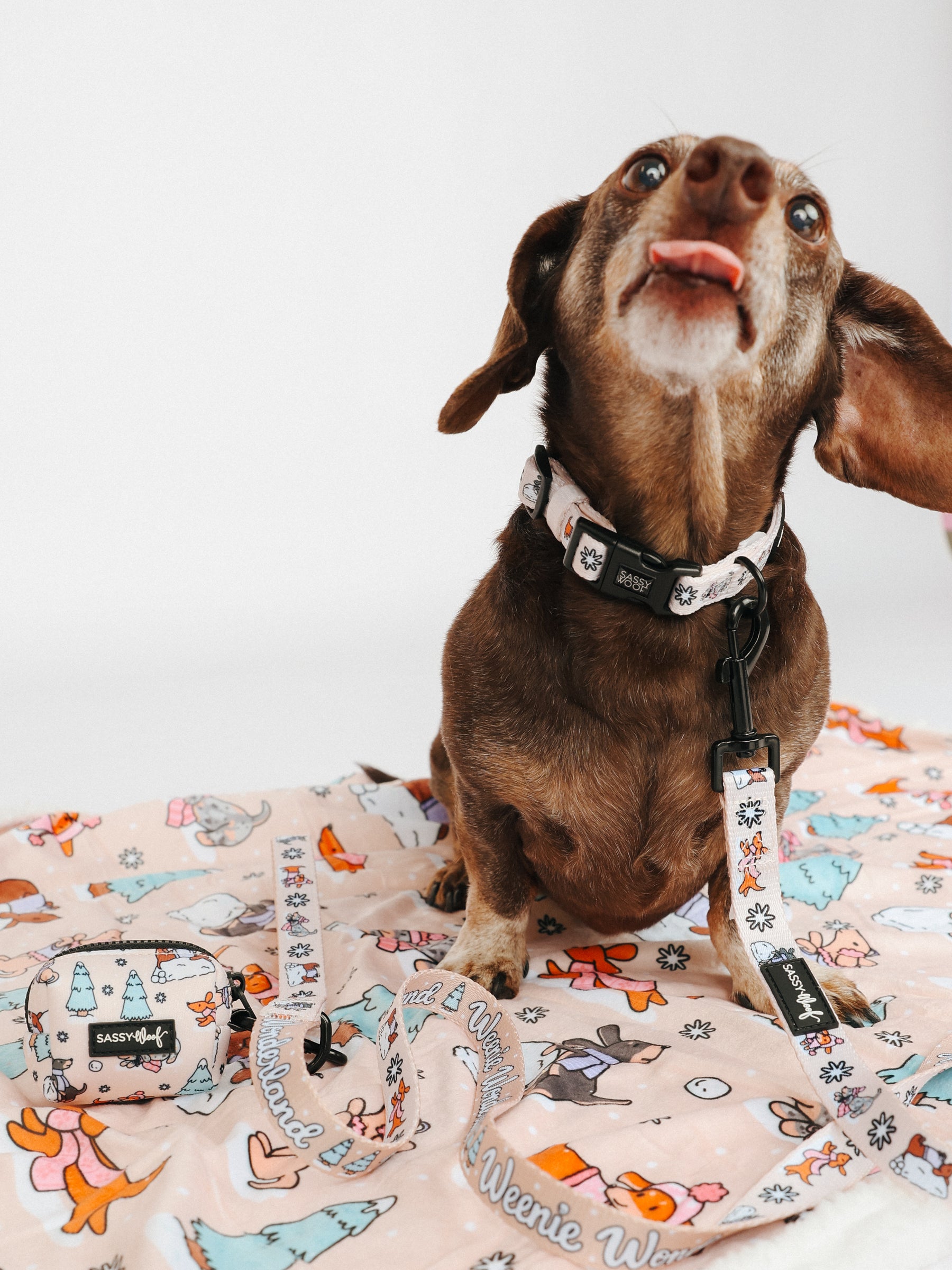 @WINSTONTHEDOX I COLLAR SIZE: S & HARNESS SIZE: XS 
