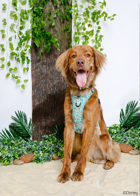 @DEANYBEANY I COLLAR SIZE: L & HARNESS SIZE: L