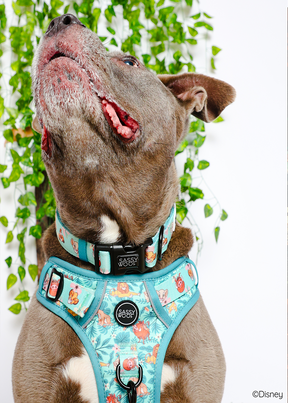 @PEANUTANDLOIS I COLLAR SIZE: L & HARNESS SIZE: XL