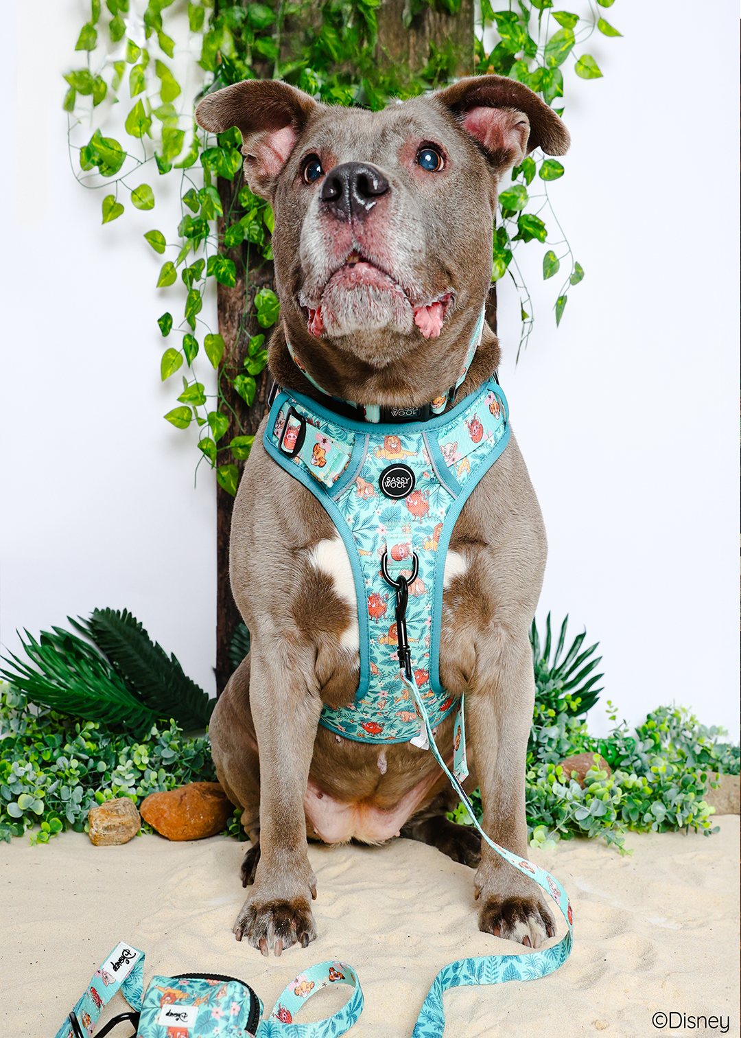 @PEANUTANDLOIS I COLLAR SIZE: L & HARNESS SIZE: XL