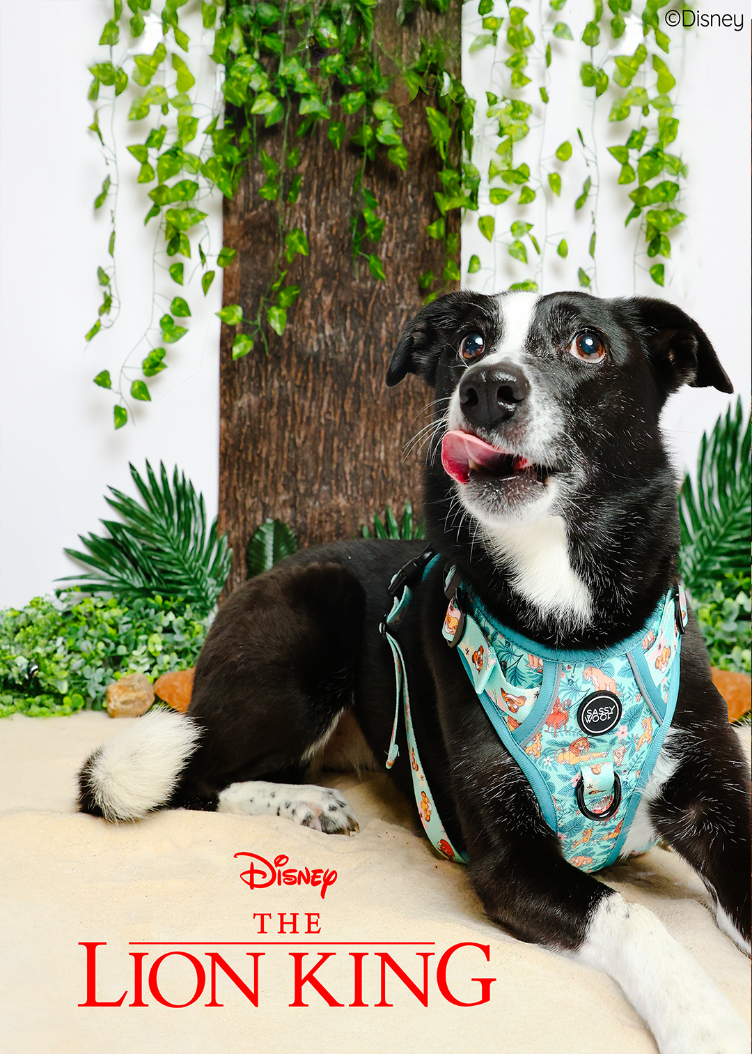 @RAT_AND_BUG I COLLAR SIZE: M & HARNESS SIZE: L
