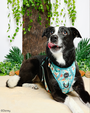 @RAT_AND_BUG I COLLAR SIZE: M & HARNESS SIZE: L