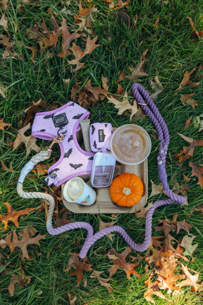 A pink bat dog harness with a matching Dog Waste Bag Holder - Lil Batty, a leash, a mini pumpkin, and coffee items on a tray atop a grass lawn covered in autumn leaves, showcasing our spooky dog accessories.