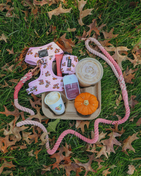 A pink Sassy Woof Dog Adjustable Harness - Sassy Lil Pumpkins with a matching leash, a travel-sized hand sanitizer, a small pumpkin, and two iced coffee drinks arranged on a paper tray in a bed of fallen leaves.