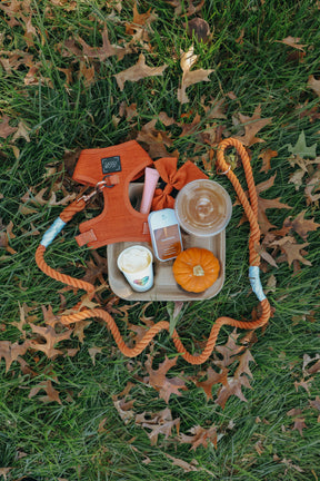 A Sassy Woof Dog Two Piece Bundle - Foxy consisting of an orange adjustable harness and leash on a tray with a pumpkin, coffee cup, hand sanitizer, and lip balm on a leaf-covered lawn.