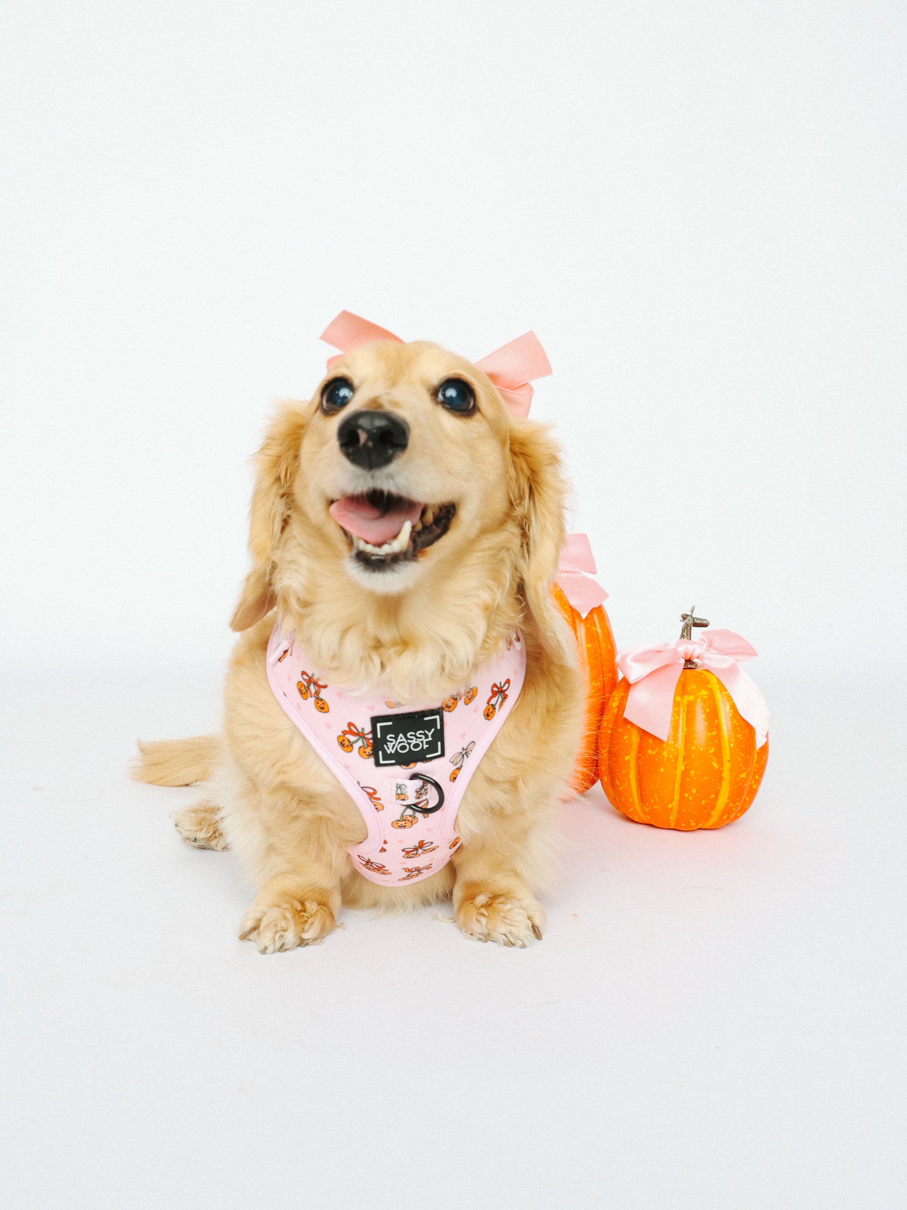 @MAYATHEDOX I COLLAR SIZE: S & HARNESS SIZE: XS