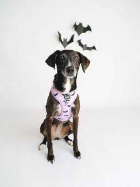 @DAME_THERESCUEPUP I COLLAR SIZE: M & HARNESS SIZE: L