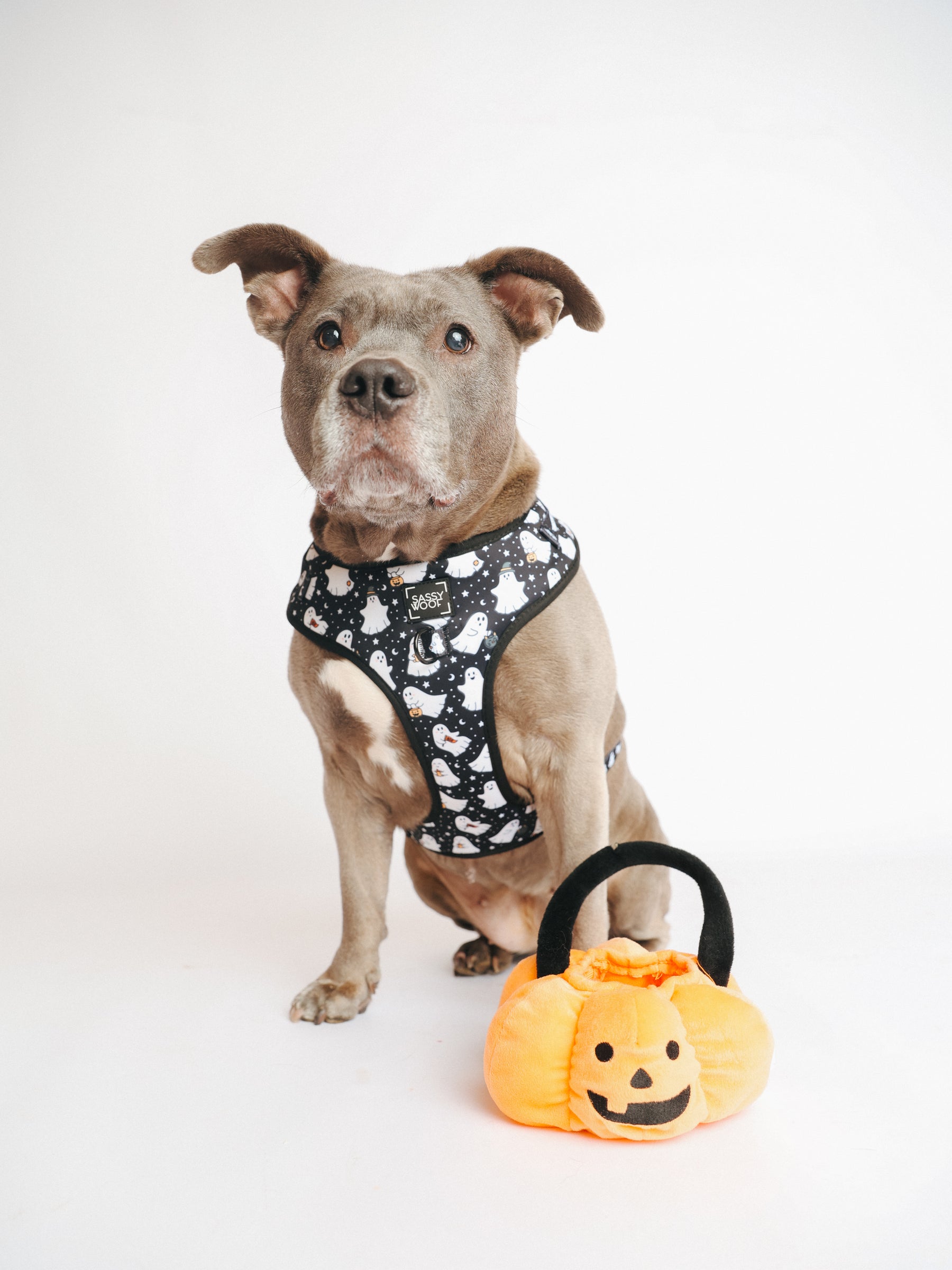@PEANUTANDLOIS I COLLAR SIZE: L & HARNESS SIZE: XL