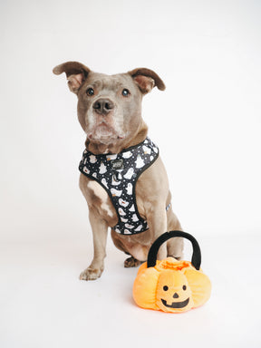 @PEANUTANDLOIS I COLLAR SIZE: L & HARNESS SIZE: XL