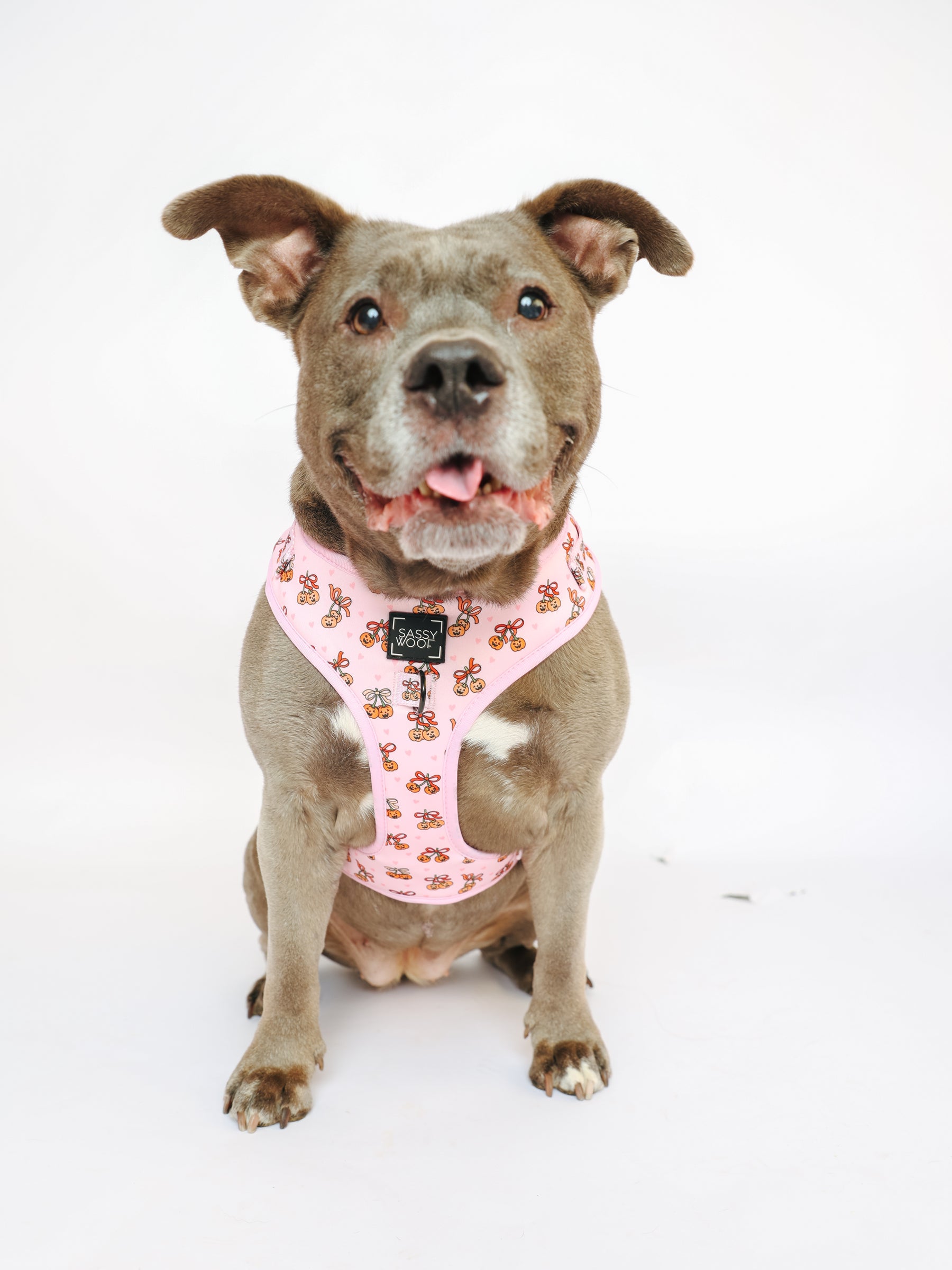 @PEANUTANDLOIS I COLLAR SIZE: L & HARNESS SIZE: XL