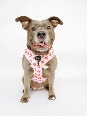 @PEANUTANDLOIS I COLLAR SIZE: L & HARNESS SIZE: XL
